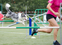 Imaxe da proba de agility