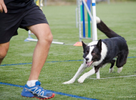 Imaxe da proba de agility