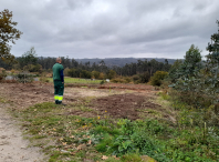 Imaxe dos traballos de plantación executados polo Concello