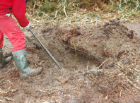 Imaxe dos traballos de plantación executados polo Concello