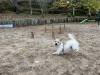 O Concello de Ames comeza o acondicionamento dos parques caninos do Milladoiro e Bertamiráns